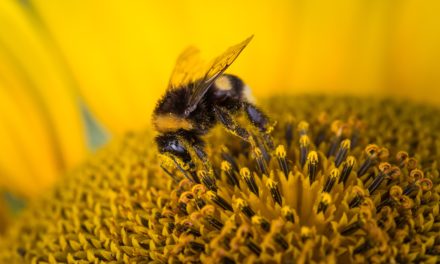 As abelhas realmente são importantes? Assista