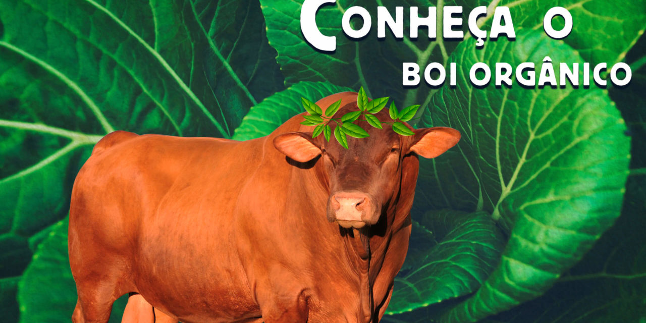 Conheça o ‘boi orgânico’