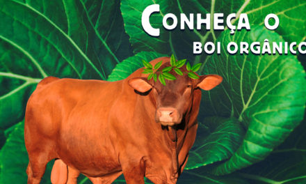 Conheça o ‘boi orgânico’