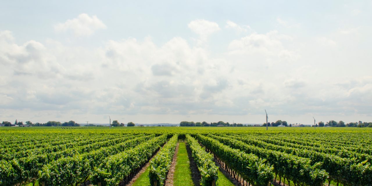 Conheça relatório anual sobre o agro brasileiro