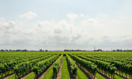 Conheça relatório anual sobre o agro brasileiro