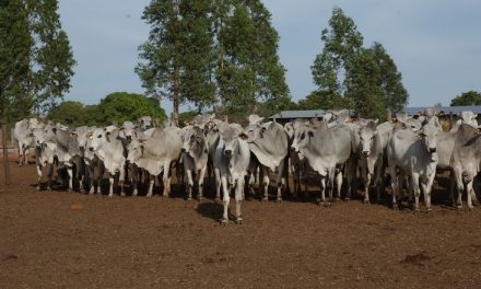 R$670 bilhões faturados em 2020 é a previsão para o setor agro