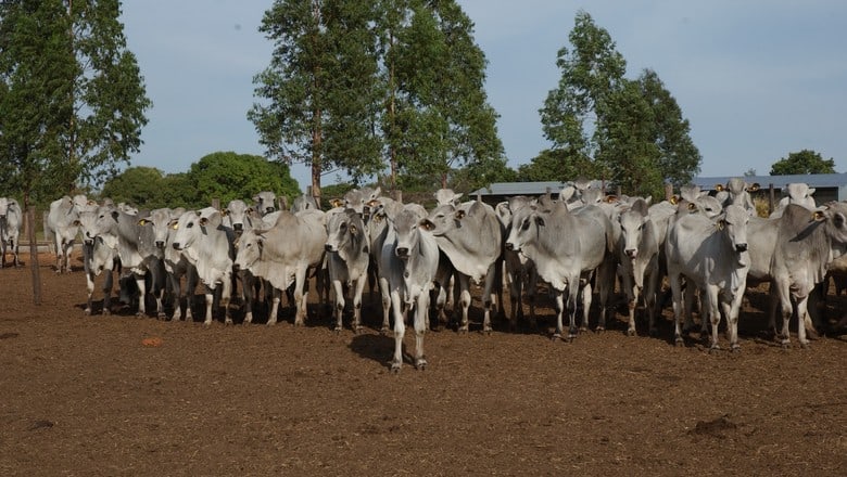 R$670 bilhões faturados em 2020 é a previsão para o setor agro