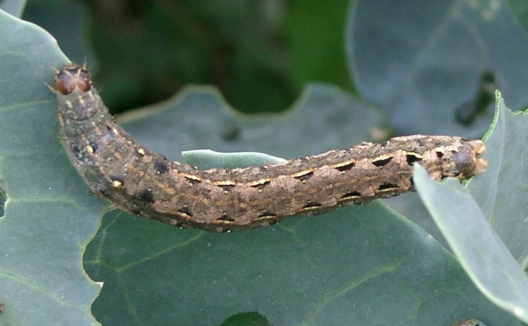 Como combater a Spodoptera Frugiperda?