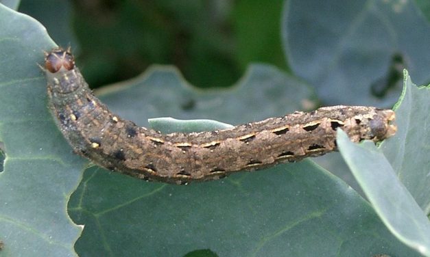 Como combater a Spodoptera Frugiperda?