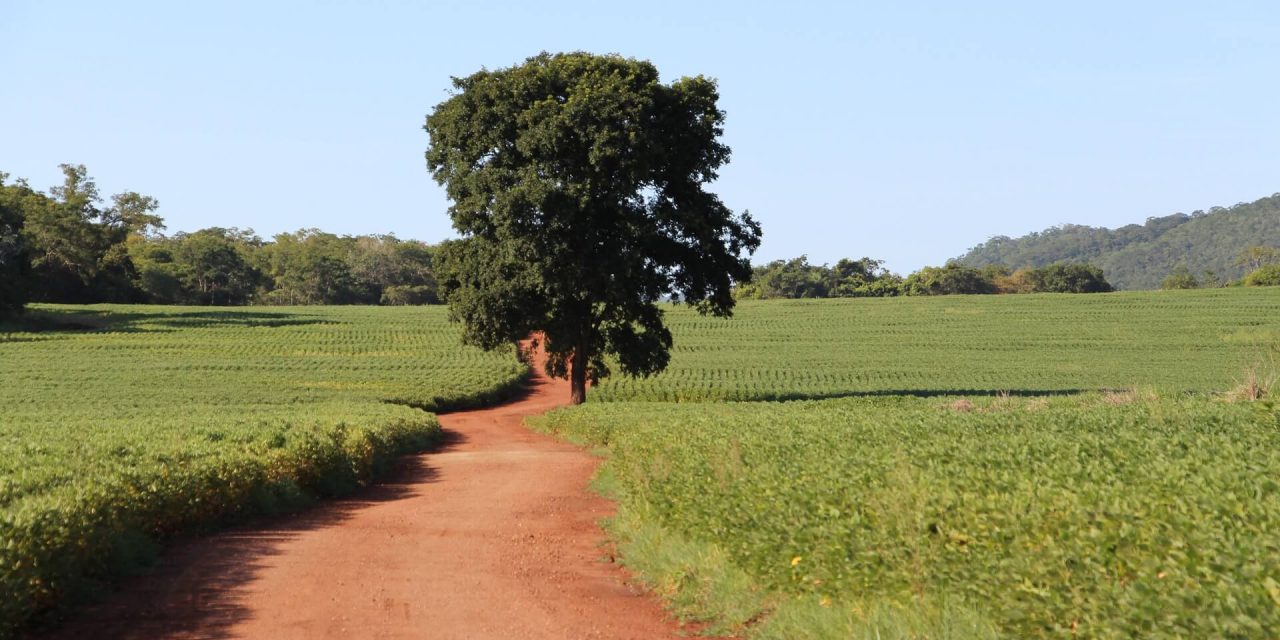 Mato Grosso investe pesado para aumento da produção em 2020