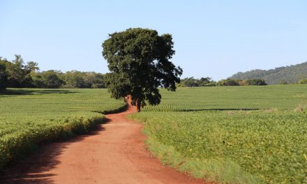 Mato Grosso investe pesado para aumento da produção em 2020