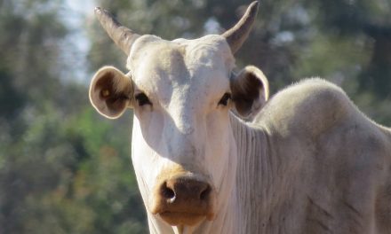 Preço da carne volta a cair