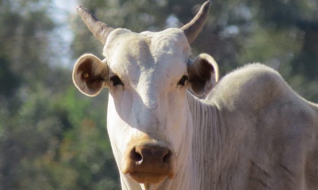 Preço da carne volta a cair