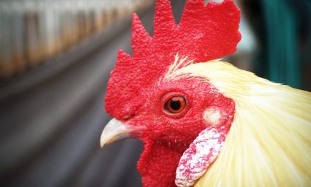 Gripe aviária preocupa na Alemanha