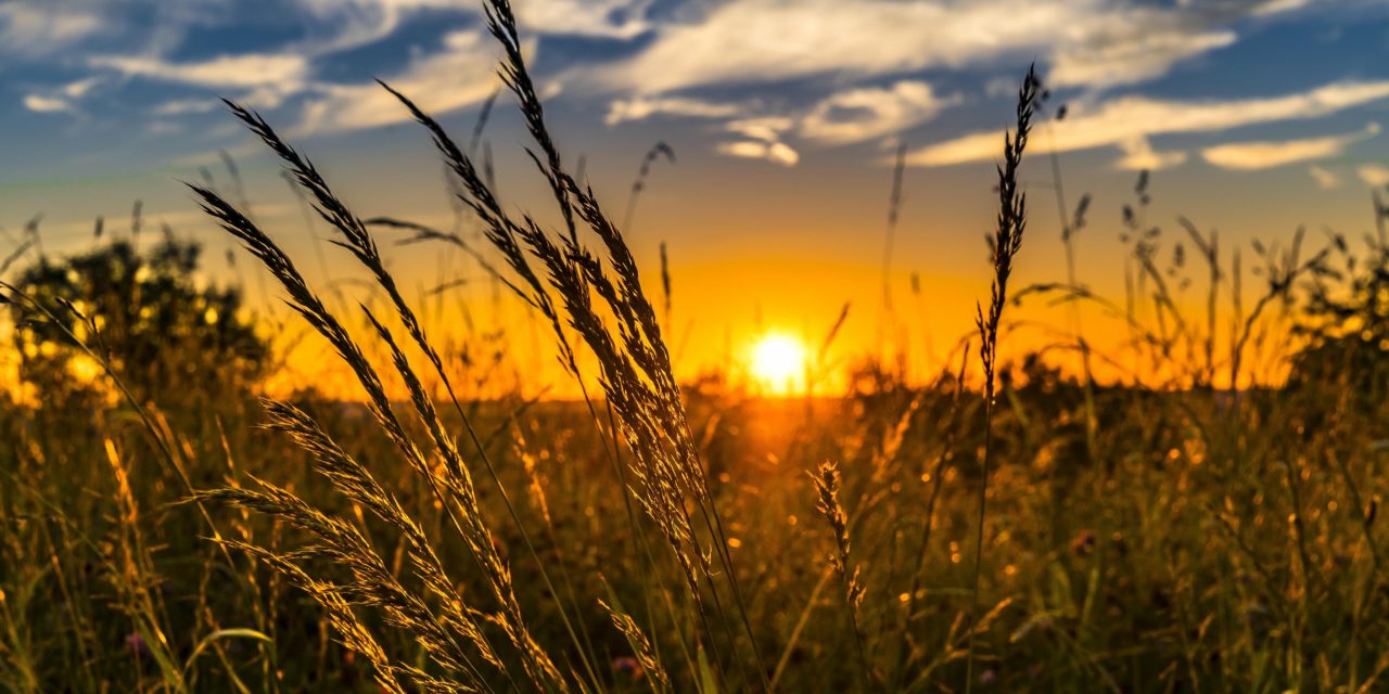 O Agro é o único setor que sairá mais forte da crise