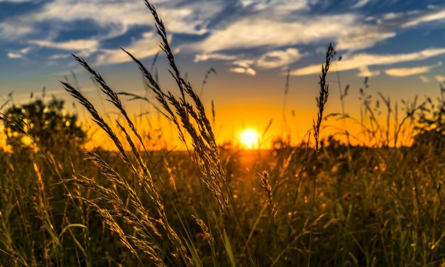 O Agro é o único setor que sairá mais forte da crise