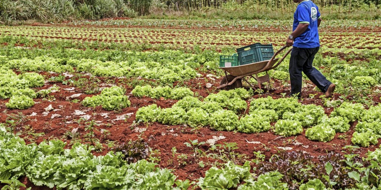 Incentivo financeiro para o produtor familiar