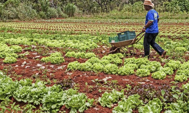 Incentivo financeiro para o produtor familiar