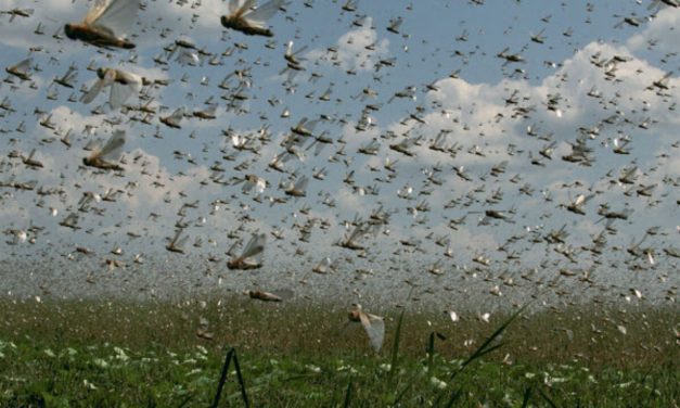 Nuvem de gafanhotos se aproxima do Brasil