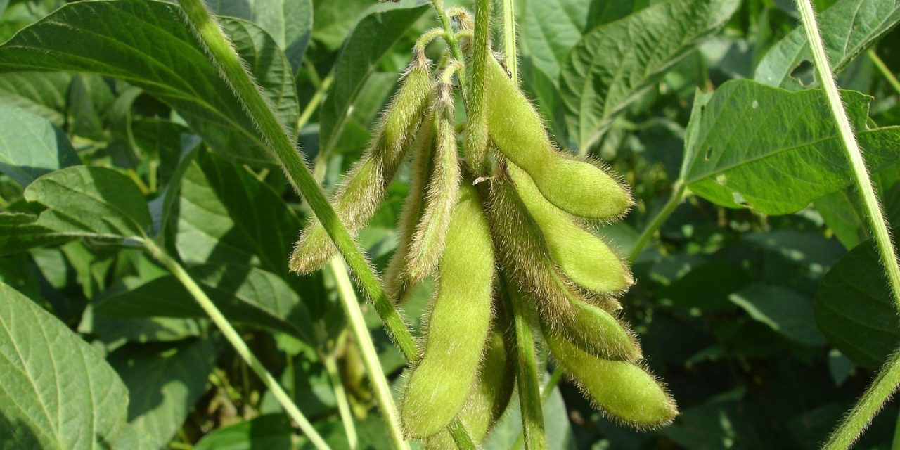 Pesticida dicamba é proibido nos EUA