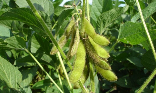 Pesticida dicamba é proibido nos EUA