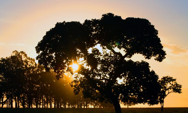 Mesmo com suspeitas negativas, agro se mantém em crescimento