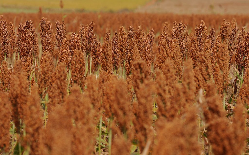 Brasil é o maior produtor de soja do MUNDO