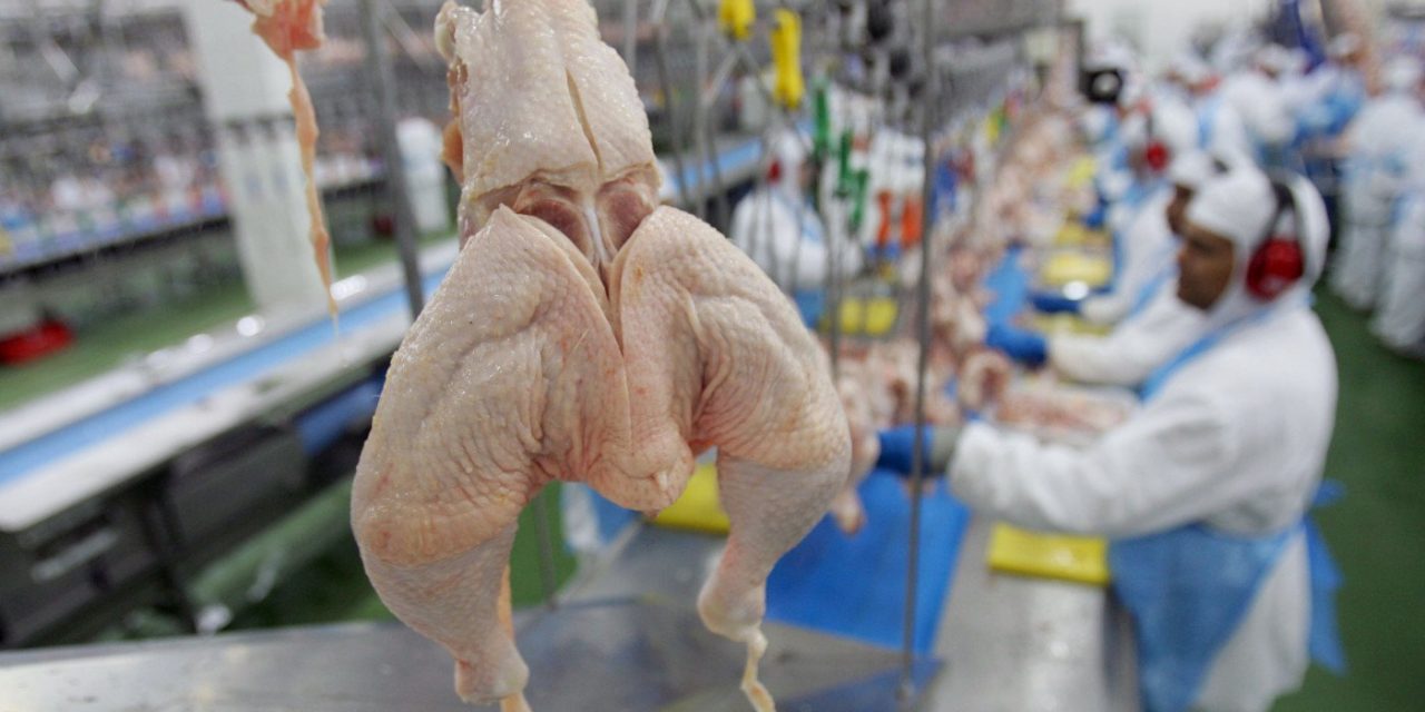 Entenda o caso do frango contaminado