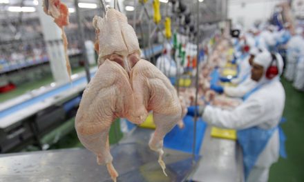 Entenda o caso do frango contaminado