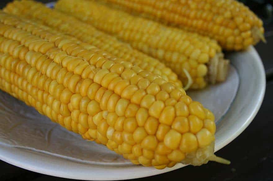 Preço do milho anima agricultores no MT