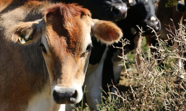 Brigada Militar intercepta contrabando de bovinos da Argentina