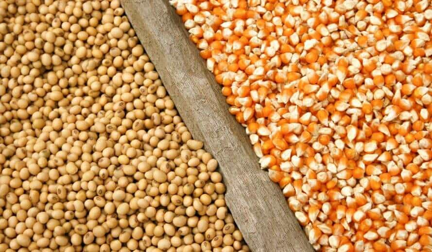 Produção de grãos deve bater recorde em 2021