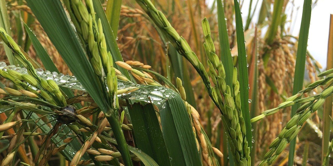 Safra do arroz irá suprir mercado interno